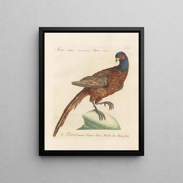 Saverio Manetti - Ornithologia methodice digesta Pl240.webp