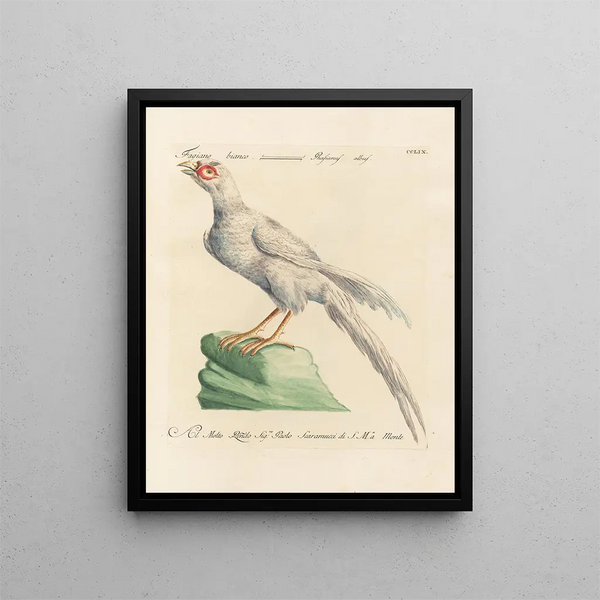 L'ornithologie methodisch verteerd Pl241 - Saverio Manetti — ingelijst kunstwerk aan de muur