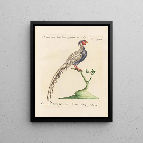 L'ornithologie methodisch verteerd Schilderij Pl243 - Saverio Manetti — ingelijst kunstwerk aan de muur