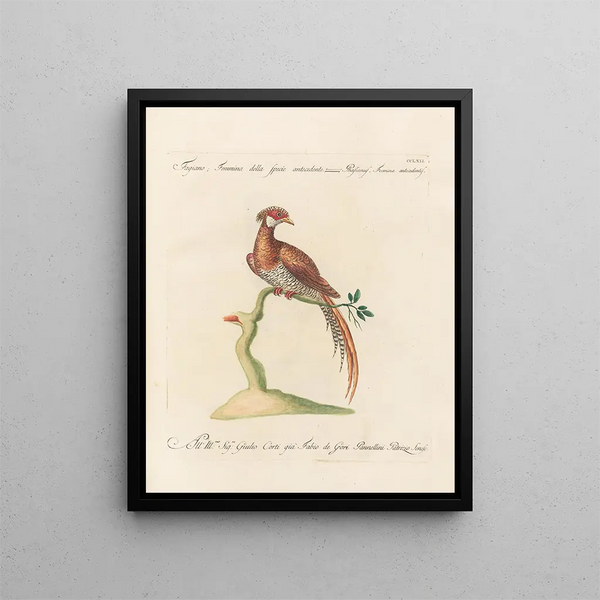 L'ornithologie methodisch verteerd Pl244 - Saverio Manetti — ingelijst kunstwerk aan de muur