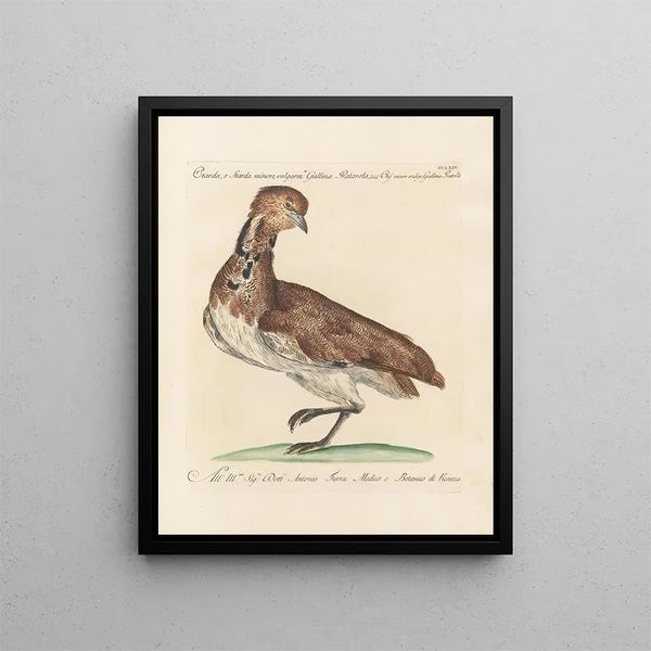 L'ornithologie methodisch verteerd Pl246 - Saverio Manetti — ingelijst kunstwerk aan de muur