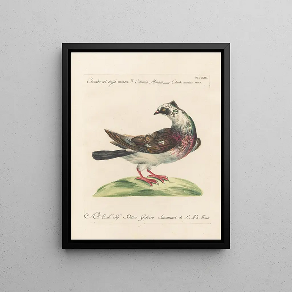 Vogelkennis systematisch verwerkt Pl255 - Saverio Manetti — ingelijst kunstwerk aan de muur