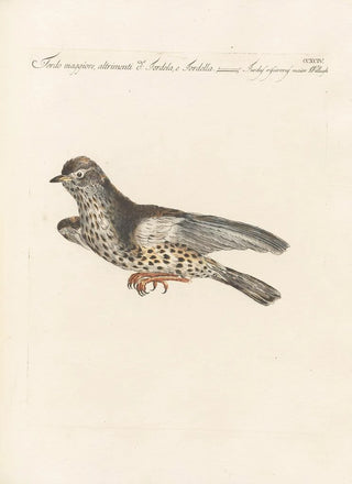 Saverio Manetti - Ornithologia methodice digesta Pl276.webp