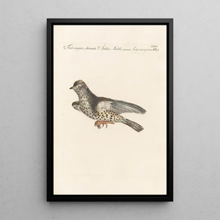 Saverio Manetti - Ornithologia methodice digesta Pl276.webp