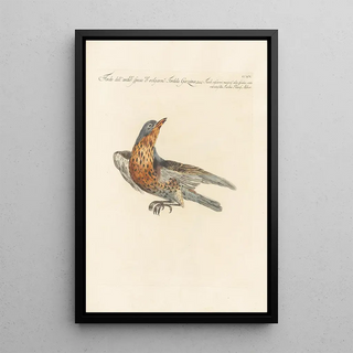 Saverio Manetti - Ornithologia methodice digesta Pl277.webp