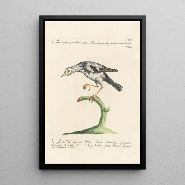 Saverio Manetti - Ornithologia methodice digesta Pl284.webp