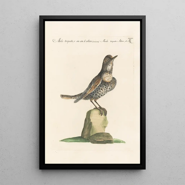 Saverio Manetti - Ornithologia methodice digesta Pl286.webp