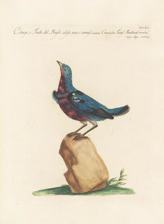 Saverio Manetti - Ornithologia methodice digesta Pl294.webp