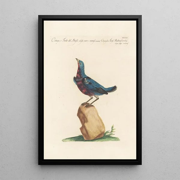 Saverio Manetti - Ornithologia methodice digesta Pl294.webp