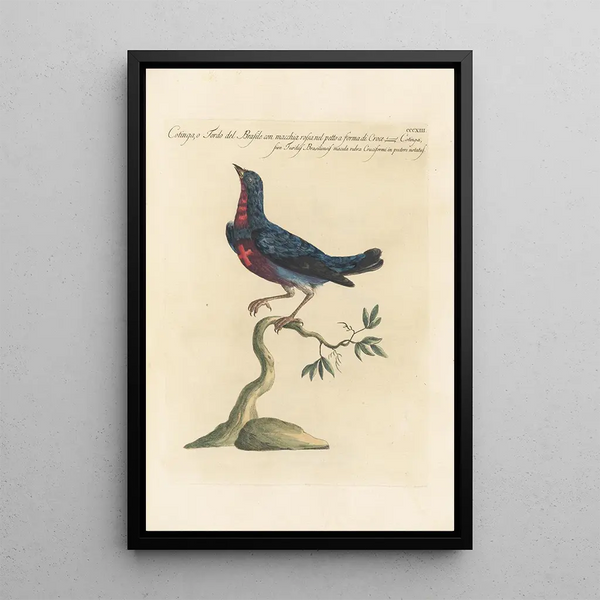 Saverio Manetti - Ornithologia methodice digesta Pl295.webp
