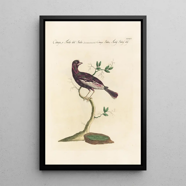 Saverio Manetti - Ornithologia methodice digesta Pl296.webp