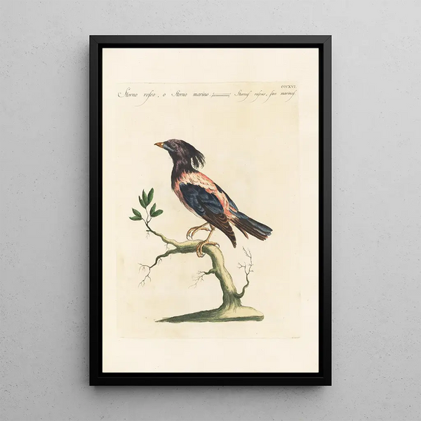 Saverio Manetti - Ornithologia methodice digesta Pl298.webp