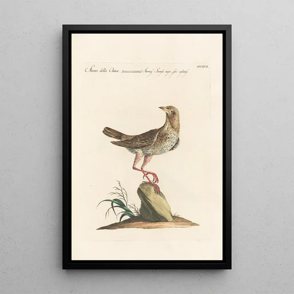 Saverio Manetti - Ornithologia methodice digesta Pl299.webp