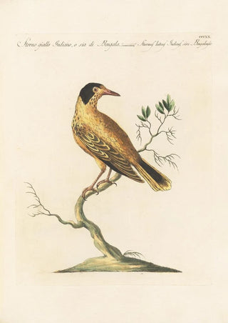 Saverio Manetti - Ornithologia methodice digesta Pl302.webp