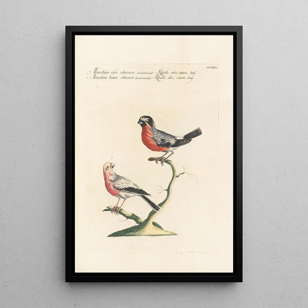 Saverio Manetti - Ornithologia methodice digesta Pl304.webp