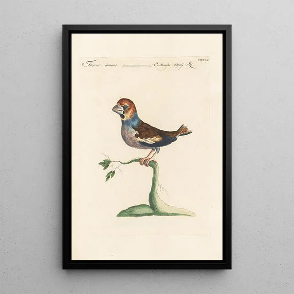 Saverio Manetti - Ornithologia methodice digesta Pl307.webp