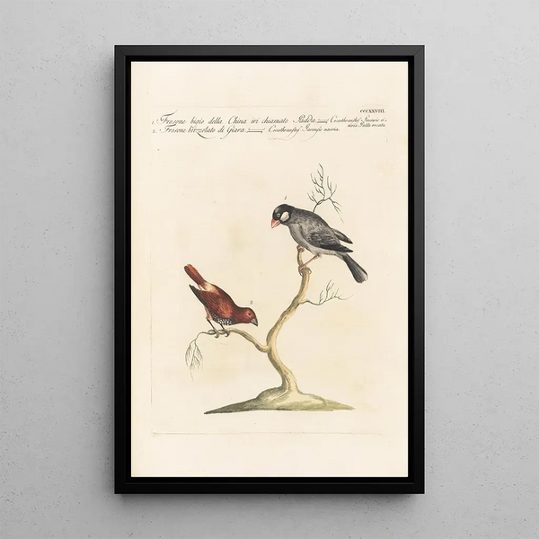Saverio Manetti - Ornithologia methodice digesta Pl310.webp
