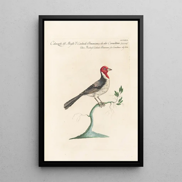 Saverio Manetti - Ornithologia methodice digesta Pl314.webp