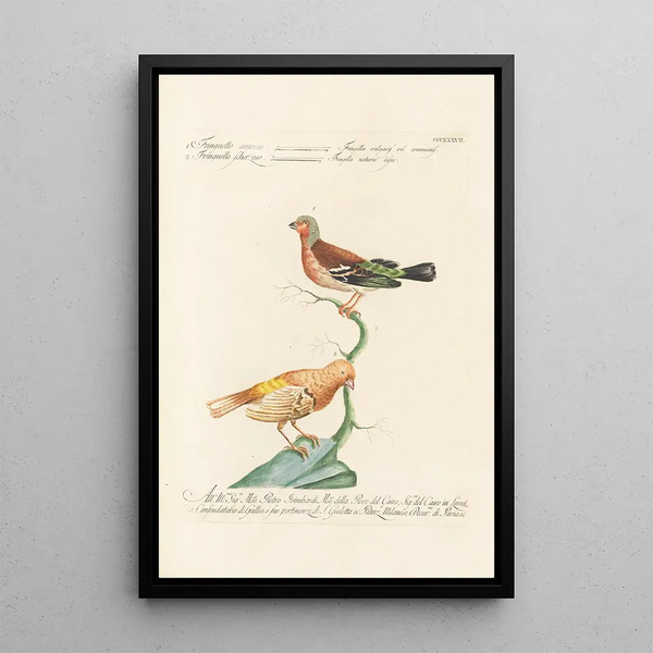 Saverio Manetti - Ornithologia methodice digesta Pl319.webp