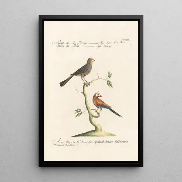 Saverio Manetti - Ornithologia methodice digesta Pl325.webp