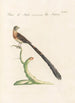 Ornithologia methodice digesta Pl327 - Saverio Manetti — weergave van het kunstwerk