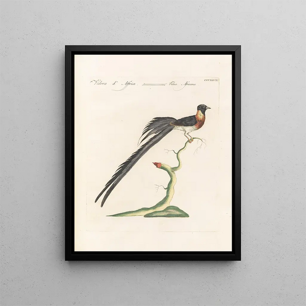 Saverio Manetti - Ornithologia methodice digesta Pl329.webp