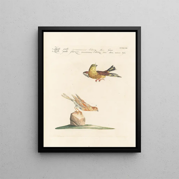 Saverio Manetti - Ornithologia methodice digesta Pl330.webp