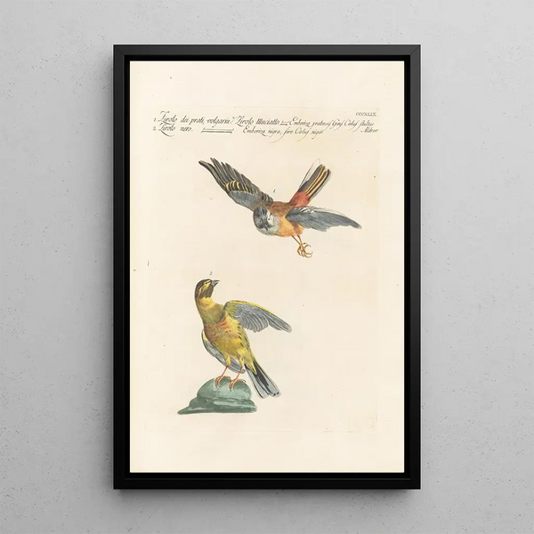 Saverio Manetti - Ornithologia methodice digesta Pl331.webp