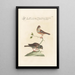 Ornithologia methodice digesta Pl332 - Saverio Manetti — ingelijst kunstwerk aan de muur