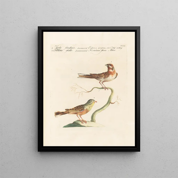 Saverio Manetti - Ornithologia methodice digesta Pl333.webp