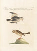 Ornithologia methodice digesta Pl334 - Saverio Manetti — weergave van het kunstwerk