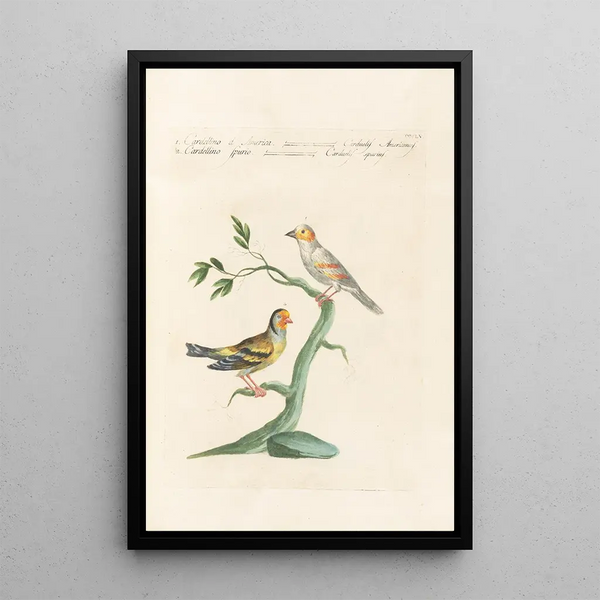 Saverio Manetti - Ornithologia methodice digesta Pl337.webp
