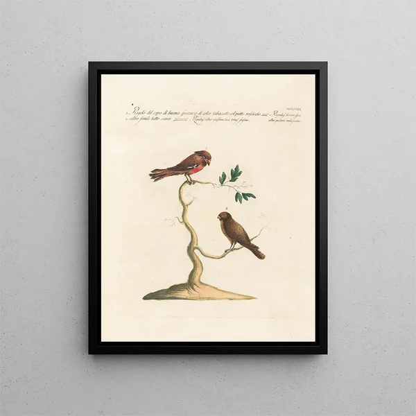 Saverio Manetti - Ornithologia methodice digesta Pl340.webp