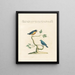 L'ornithologie methodisch verteerd Pl341 - Saverio Manetti — ingelijst kunstwerk aan de muur