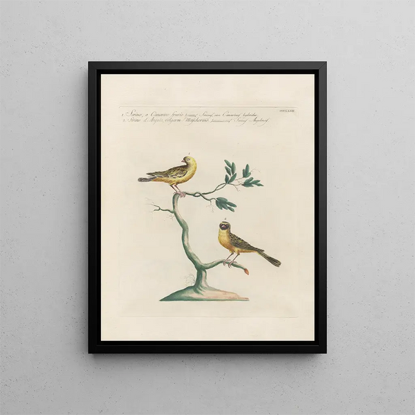Saverio Manetti - Ornithologia methodice digesta Pl345.webp