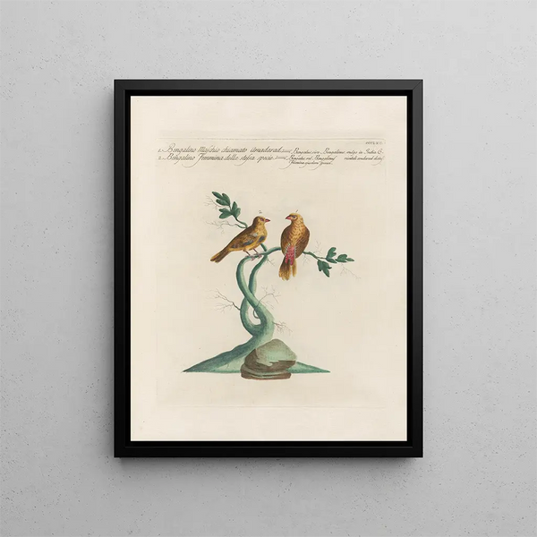 Saverio Manetti - Ornithologia methodice digesta Pl347.webp