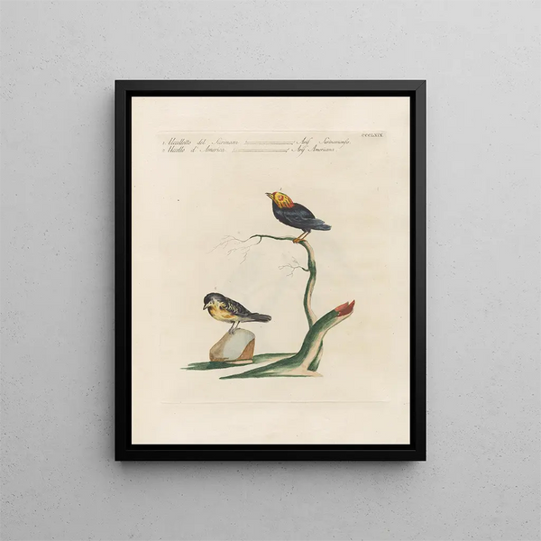 Saverio Manetti - Ornithologia methodice digesta Pl351.webp