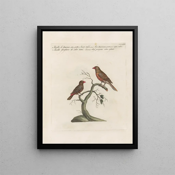 Saverio Manetti - Ornithologia methodice digesta Pl352.webp