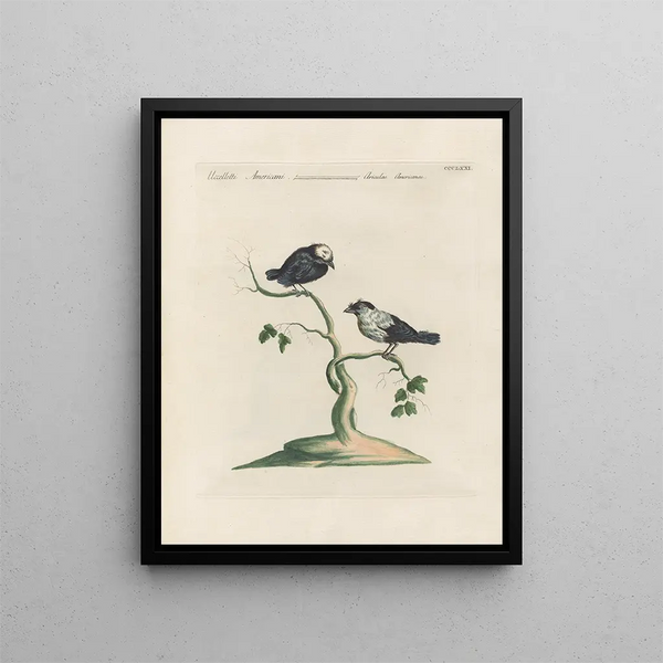 Saverio Manetti - Ornithologia methodice digesta Pl353.webp