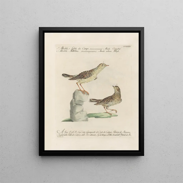 Saverio Manetti - Ornithologia methodice digesta Pl354.webp