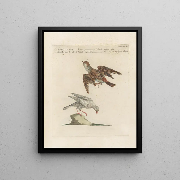 Saverio Manetti - Ornithologia methodice digesta Pl355.webp