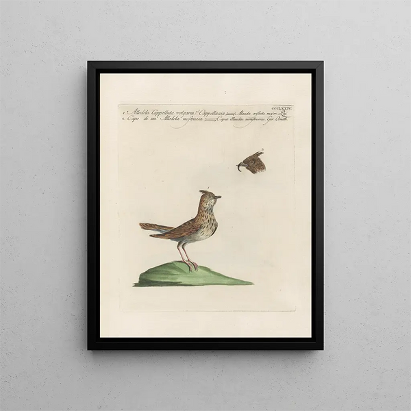 Saverio Manetti - Ornithologia methodice digesta Pl356.webp