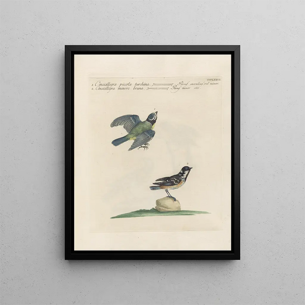Saverio Manetti - Ornithologia methodice digesta Pl358.webp