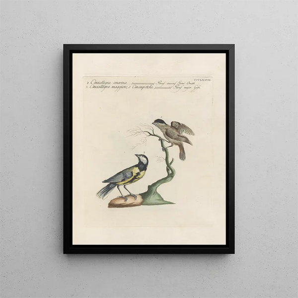 Saverio Manetti - Ornithologia methodice digesta Pl359.webp