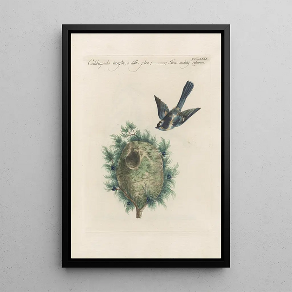 Saverio Manetti - Ornithologia methodice digesta Pl361.webp