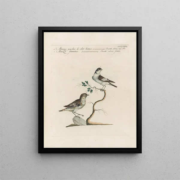 Saverio Manetti - Ornithologia methodice digesta Pl363.webp