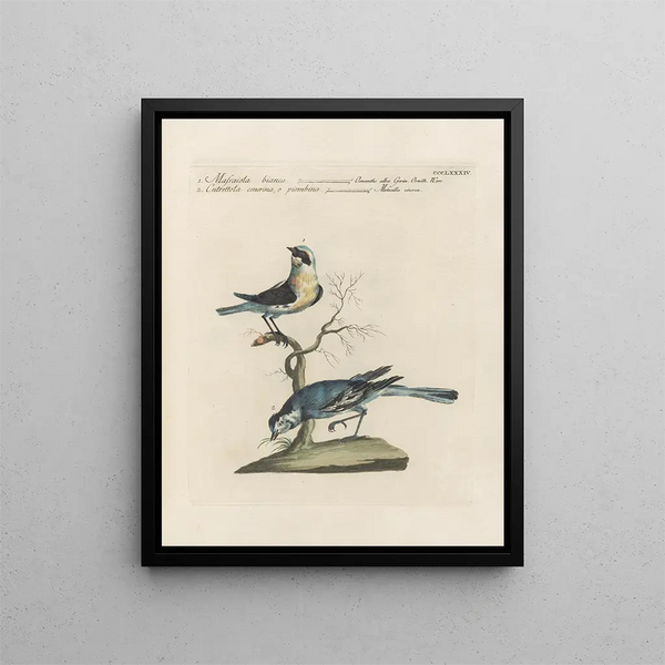 Saverio Manetti - Ornithologia methodice digesta Pl366.webp