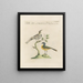 L'ornithologie methodisch verteerd Pl367 - Saverio Manetti — ingelijst kunstwerk aan de muur