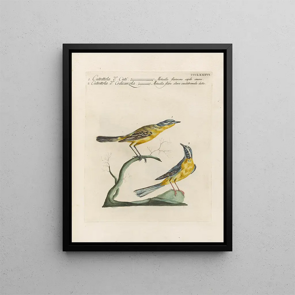 Saverio Manetti - Ornithologia methodice digesta Pl368.webp