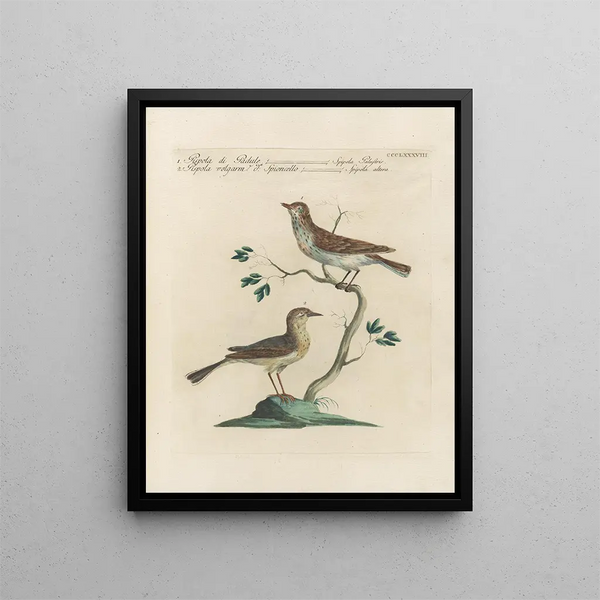 Saverio Manetti - Ornithologia methodice digesta Pl370.webp
